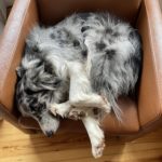 Aktuelle Information zum Tierrecht